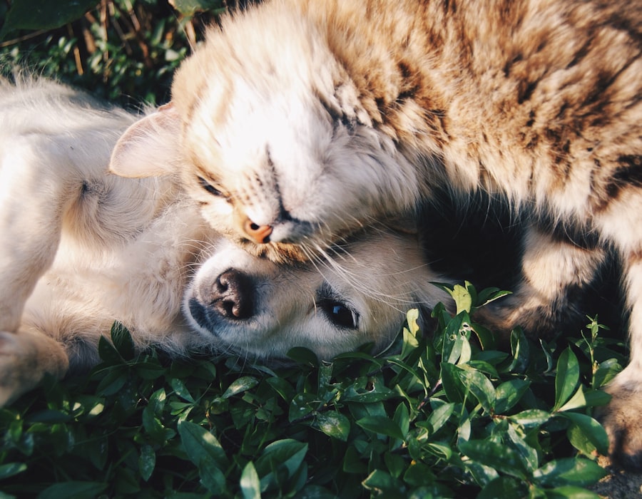 Pet Healthcare