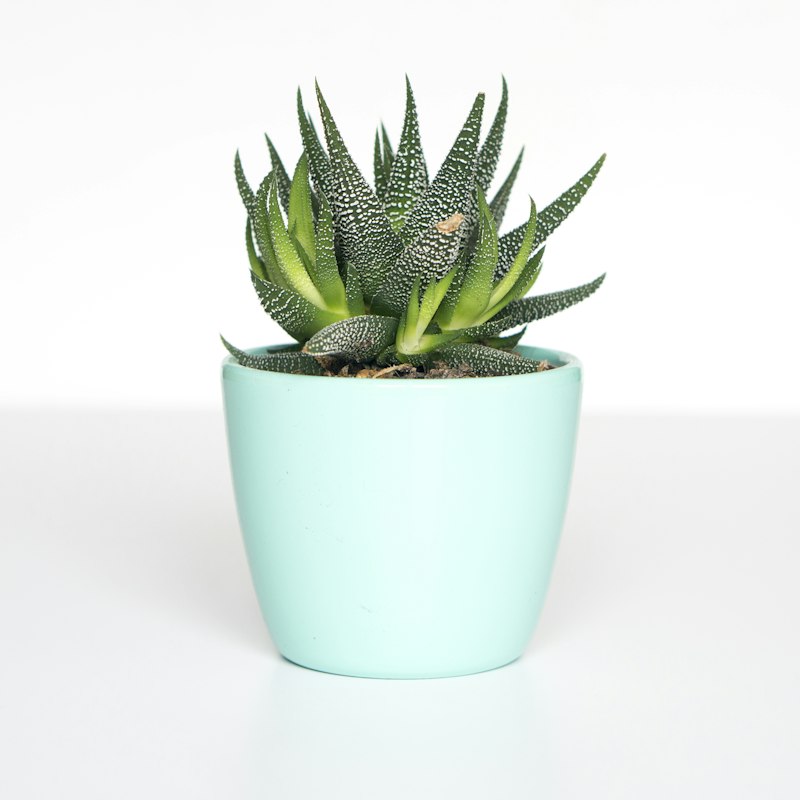 Plants & Home Decor